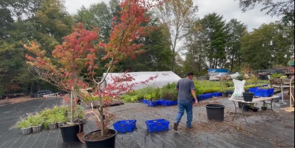 How to prune a Japanese Maple Tree