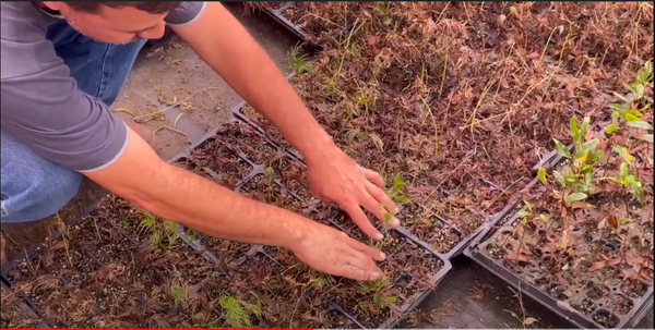How we grow plant cuttings