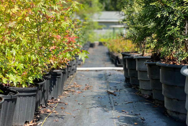 Row of two types of trees being grown at Brightwater Nursery.