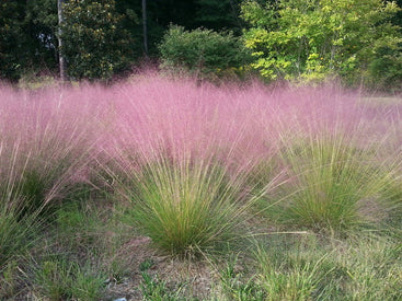 Brightwater's original Pink Muhly Grass variety.