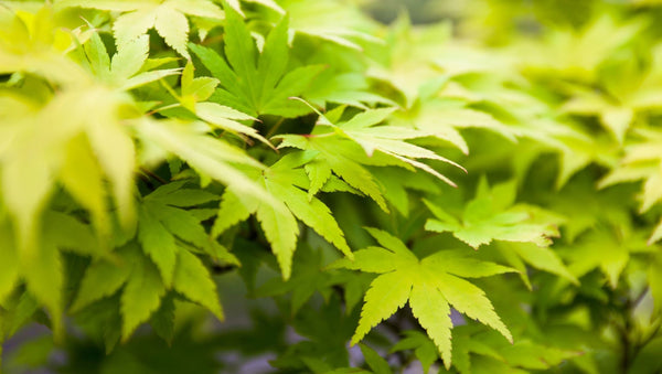 Green Japanese Maple (Acer palmatum)