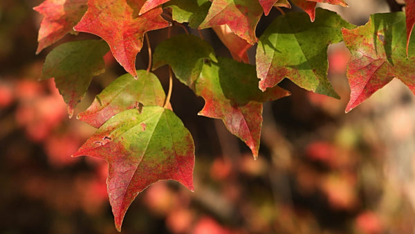 Three-Flowered Maple (Acer triflorum)