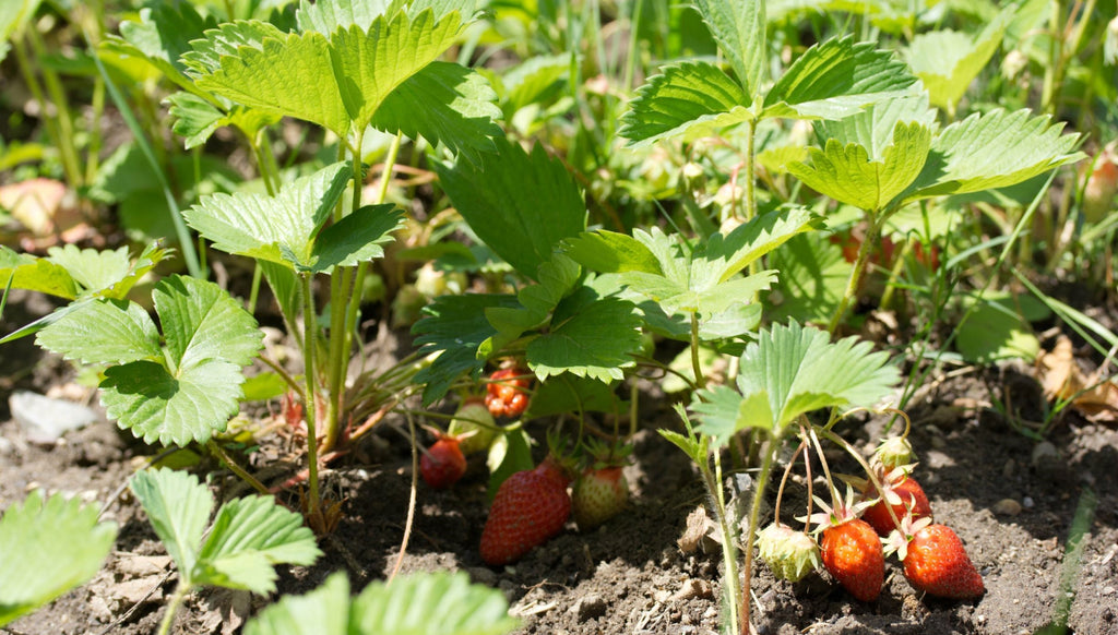 Wild Strawberry (Fragaria virginiana)