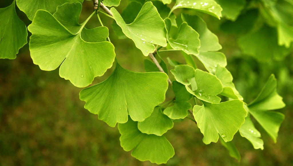 Maidenhair Tree (Ginkgo biloba)