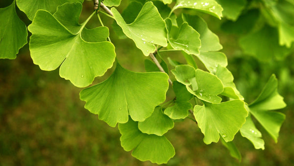 Maidenhair Tree (Ginkgo biloba)