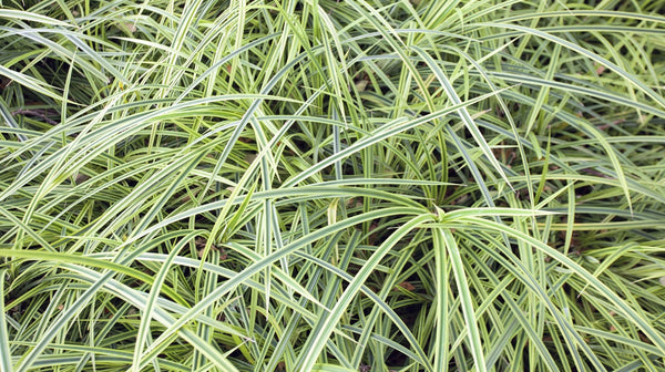 Variegated Lilyturf (Liriope muscari variegata)