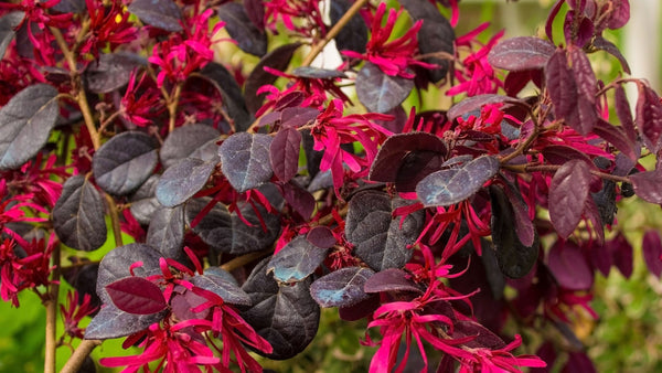 Darkfire Loropetalum (Loropetalum chinense var. rubrum 'Darkfire')