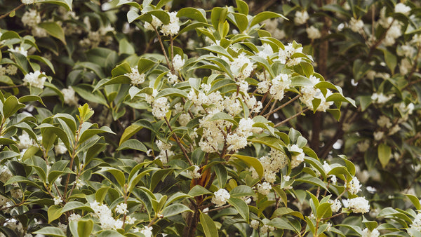 Fragrant Tea Olive 'Fudingzhu’ (Osmanthus fragrans 'Fudingzhu')