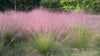 Pink Muhly Grass 'Brightwater' (Muhlenbergia capillaris 'Brightwater')