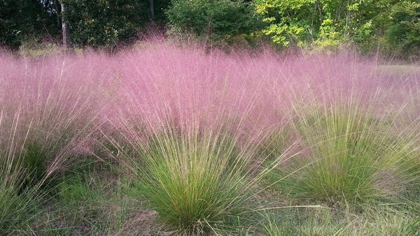 Pink Muhly Grass 'Brightwater' (Muhlenbergia capillaris 'Brightwater')