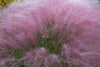 Pink Muhly Grass (Muhlenbergia capillaris)