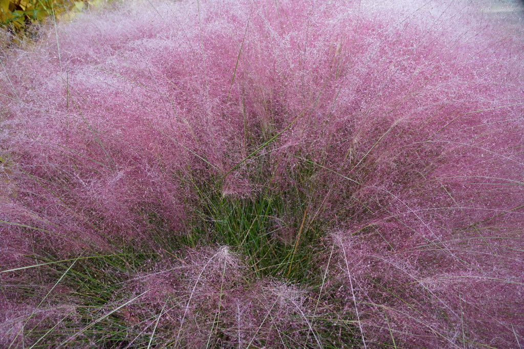 Pink Muhly Grass (Muhlenbergia capillaris)