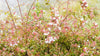 Rose Creek Abelia (Abelia x grandiflora 'Rose Creek')