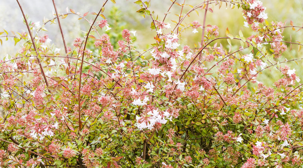 Rose Creek Abelia (Abelia x grandiflora 'Rose Creek')