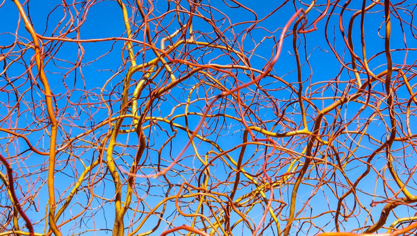 Golden Curls Corkscrew Willow Tree (Salix matsudana 'Golden Curls')