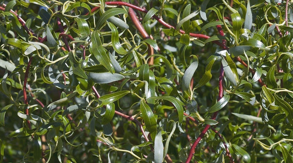 Scarlet Curls Corkscrew Willow Tree (Salix matsudana 'Scarlet Curls')
