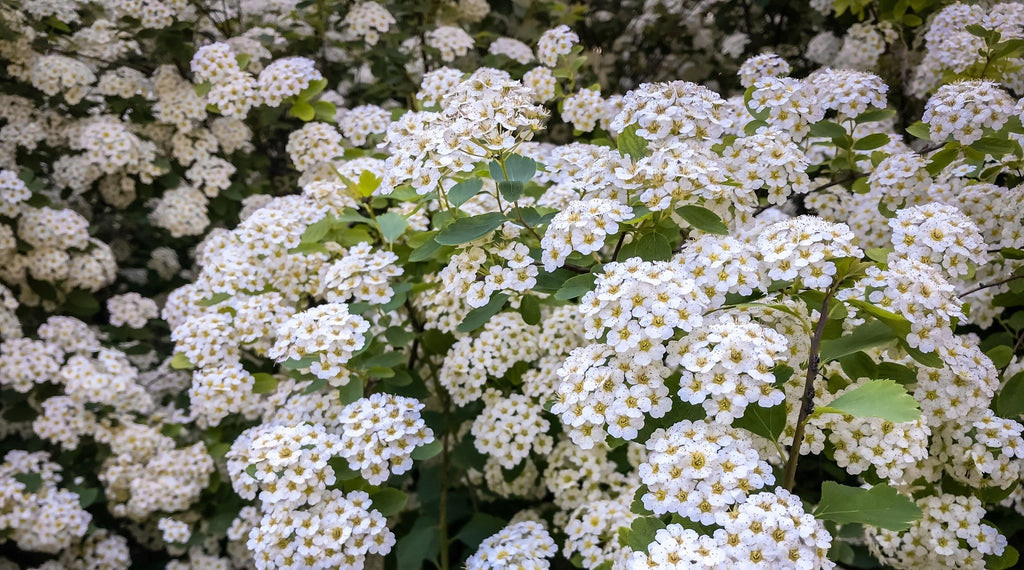 Spring Bouquet Viburnum (Viburnum tinus 'Spring Bouquet')