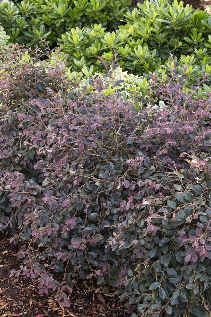 Mature Daruma Loropetalum (Loropetalum chinense var. rubrum 'Daruma')