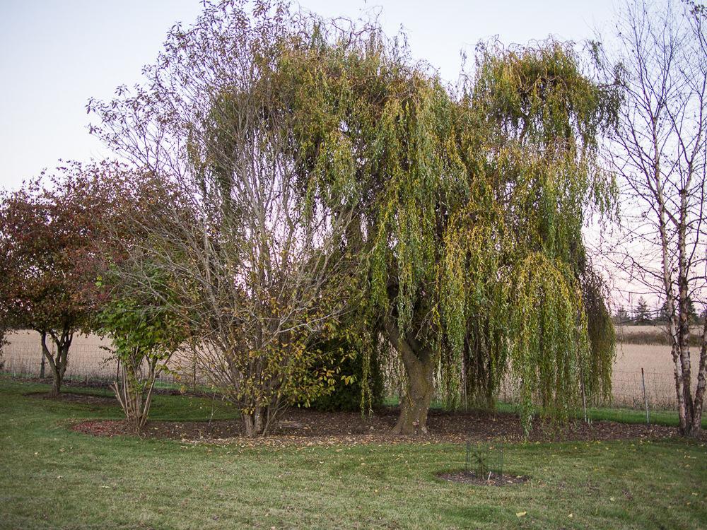 Full-grown Golden Curls Corkscrew Willow Tree sourced from The National Gardening Association https://garden.org/plants/view/130822/Corkscrew-Willow-Salix-babylonica-var-matsudana-Golden-Curls/