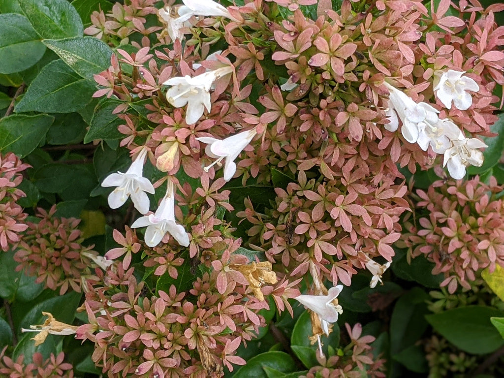 Close-up Rose Creek Abelia (Abelia x grandiflora 'Rose Creek')