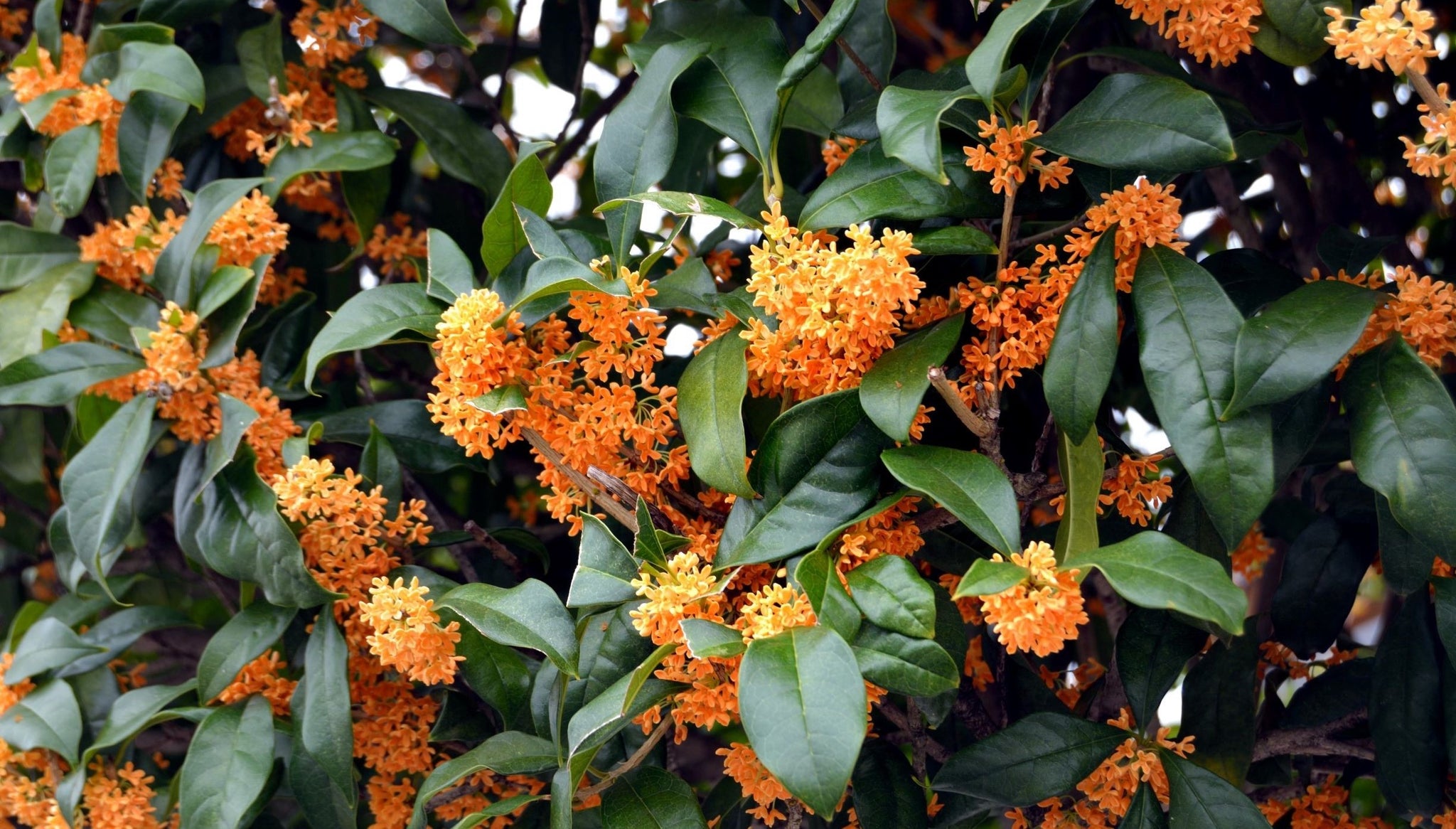 Orange Fragrant Tea Olive (Osmanthus fragrans 'Aurantiacua') for sale Brightwater Nursery